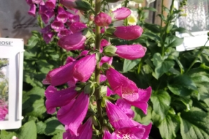 Digitalis 'Camelot Rose' 